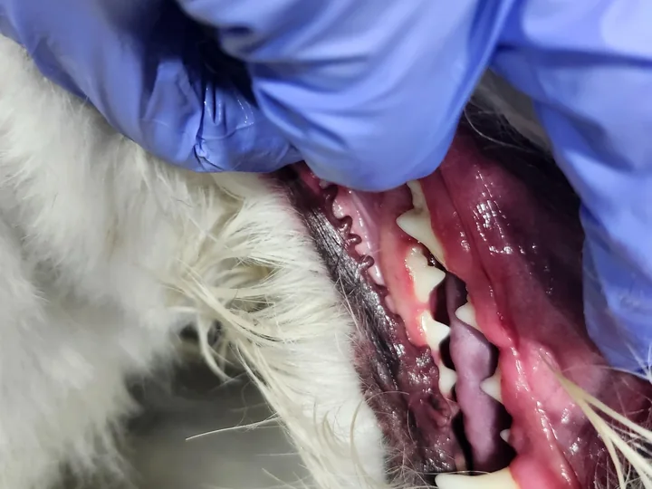 SmileCare Dental
