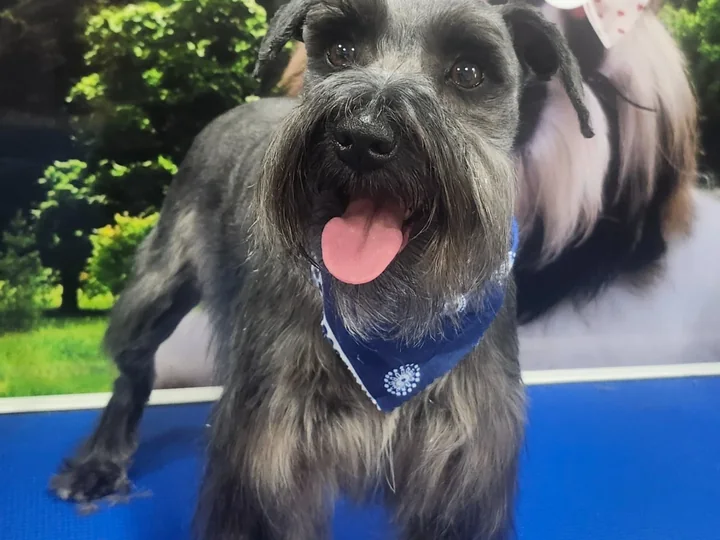 StyleCare Grooming