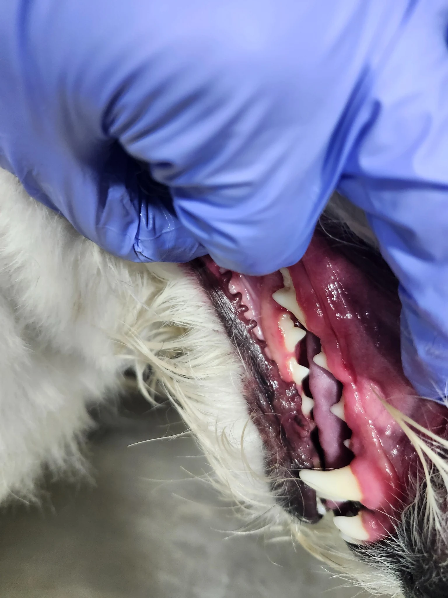 Canine Dental Hygiene