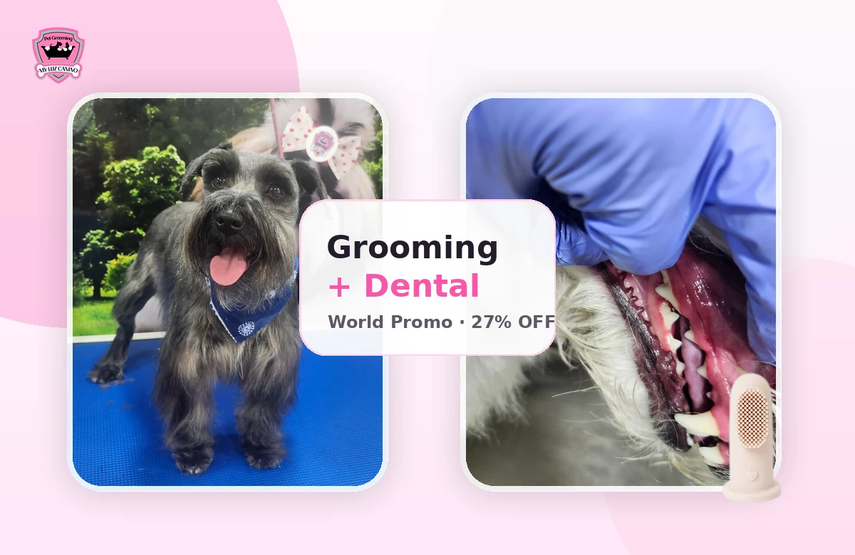 Grooming + Canine Dental Hygiene
